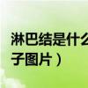 淋巴结是什么样子图片肚子（淋巴结是什么样子图片）