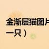 金渐层猫图片多少钱一只（狐狸狗图片多少钱一只）