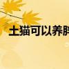 土猫可以养胖吗（土猫可以当宠物猫养吗）