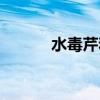 水毒芹和野芹的区别（水毒芹）