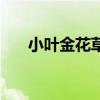 小叶金花草的功效用法（小叶金花草）