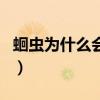 蛔虫为什么会拉出来（蛔虫为什么出来就死了）