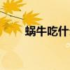 蜗牛吃什么食物为主（蜗牛吃什么）