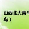 山西北大青鸟职业技术学院地址（山西北大青鸟）