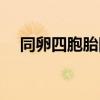 同卵四胞胎降生过程（同卵四胞胎降生）
