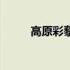 高原彩藜麦有什么功效（高原彩）