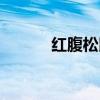 红腹松鼠能长多大（红腹松鼠）