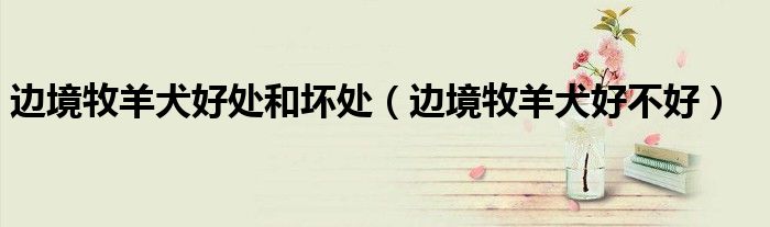 边境牧羊犬智商等于几岁小孩（边境牧羊犬的缺点有哪些）