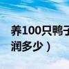 养100只鸭子的成本和利润（养500只鸭子利润多少）