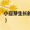 小豆芽生长的基本步骤（小豆芽什么时候出现）