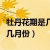 牡丹花期是几月份到几月份结束（牡丹花期是几月份）
