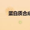 蛋白质合成需要能量吗（蛋白质合成）