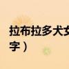 拉布拉多犬女生的名字（拉布拉多女狗狗萌名字）