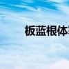 板蓝根体寒的人能喝吗（板蓝根体）