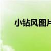 小钻风图片高清图片（小钻风表情包）