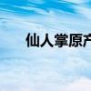 仙人掌原产于沙漠之中（仙人掌原产）