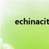 echinacities怎么读（echinacities）