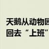 天鹅从动物园“出逃”落在机动车道被民警请回去“上班”