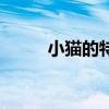 小猫的特点是什么（小猫的特点）