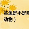 鲨鱼是不是哺乳动物的一种（鲨鱼是不是哺乳动物）