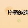 柠檬的成熟期是什么时候（柠檬时期）