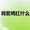 姹紫嫣红什么意思解说（姹紫嫣红什么意思）