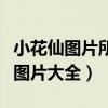小花仙图片所有精灵王谁最美丽（小花仙精灵图片大全）