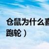 仓鼠为什么喜欢跑轮什么症（仓鼠为什么喜欢跑轮）