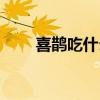 喜鹊吃什么食物为生（喜鹊吃什么）