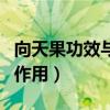 向天果功效与作用有副作用吗（向天果功效与作用）