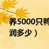 养5000只鸭子利润是多少（养500只鸭子利润多少）