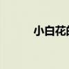 小白花的做法!（小白花的做法）