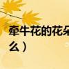 牵牛花的花朵像什么比喻（牵牛花的花朵像什么）