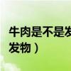 牛肉是不是发物会影响旧病复发（牛肉是不是发物）