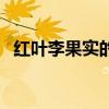 红叶李果实的功效（红叶李果实有何功效）