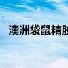 澳洲袋鼠精胶囊说明书（澳洲袋鼠精胶囊）