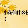小花仙什么任务送翅膀（小花仙的翅膀在哪买）
