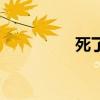 死了心的网名（死了心）