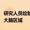 研究人员绘制了与许多认知过程有关的四个新大脑区域