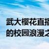 武大樱花直播日程：全程抢先看，樱花盛开下的校园浪漫之旅