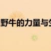 野牛的力量与生存智慧：森林巨兽的奥秘探索