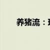 养猪流：现代畜牧业的新趋势与挑战