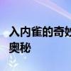 入内雀的奇妙世界：探寻一种独特鸟类的生活奥秘