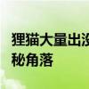 狸猫大量出没地探秘：揭秘狸猫繁衍生息的神秘角落