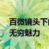 百微镜头下的细节魔法——探寻微距摄影的无穷魅力