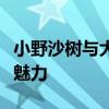 小野沙树与大滝佐纪：探索两位艺术家的独特魅力