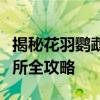 揭秘花羽鹦鹉最佳刷新地点：寻找理想刷取场所全攻略