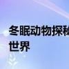 冬眠动物探秘：精美图片展示冬眠生物的奇妙世界