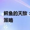 鳄鱼的天敌：深度解析如何克制鳄鱼及其方法策略