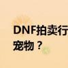 DNF拍卖行宠物交易指南：如何找到心仪的宠物？